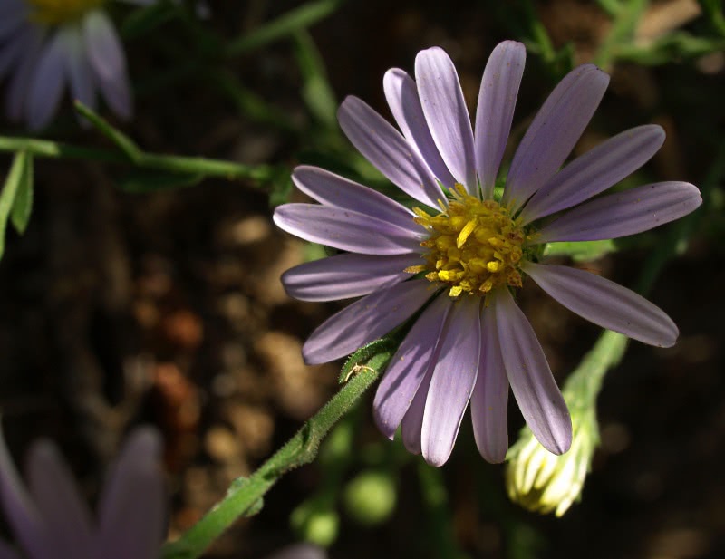 Late Purple Aster  Aster patens