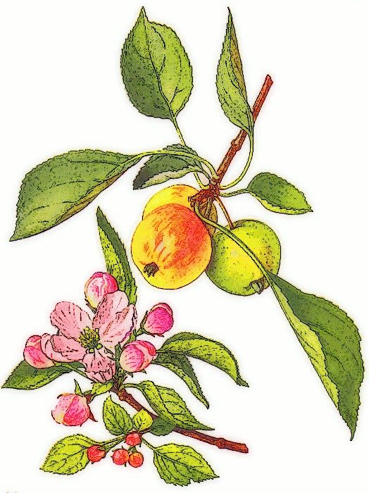apple and blossom