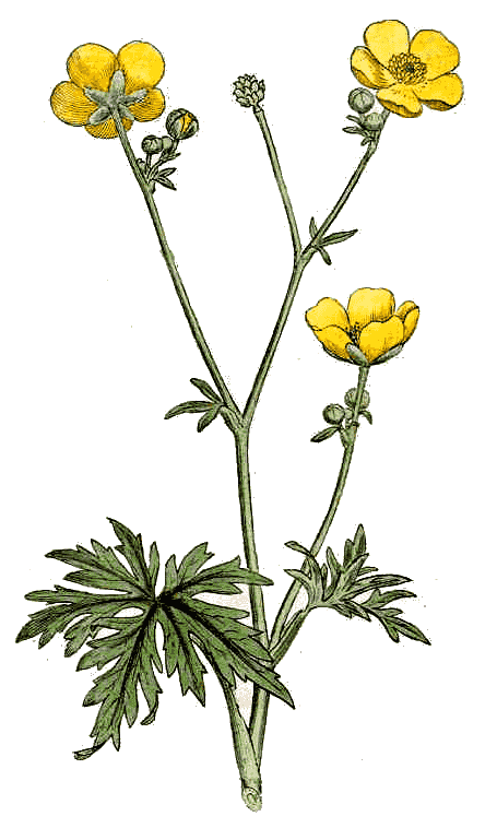 Ranunculus aceris