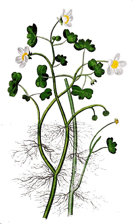 Ranunculus aquatilis 3