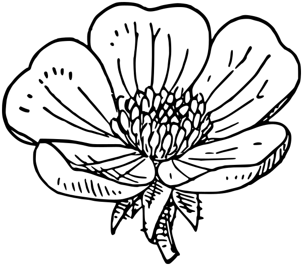 buttercup blossom lineart