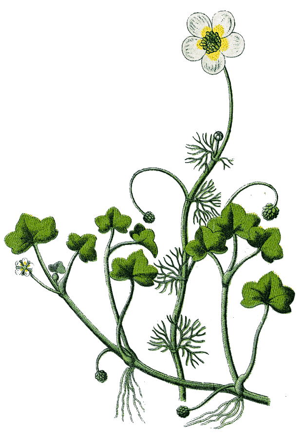 ivy-leaved crowfoot  Ranunculus hederaceus