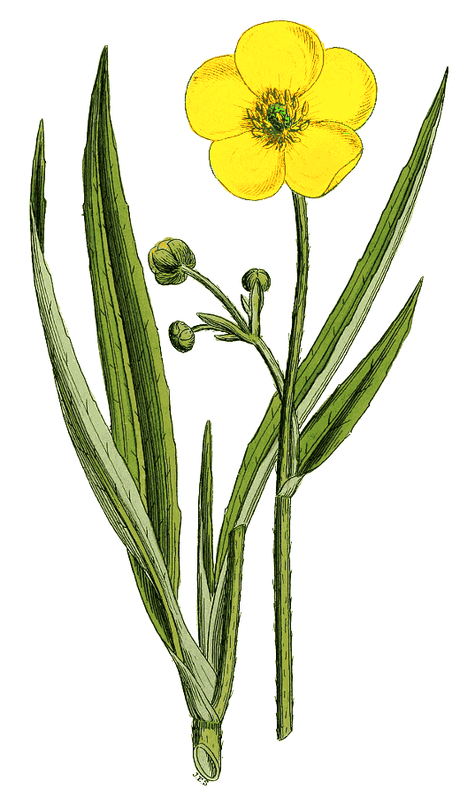 greater spearwort  Ranunculus lingua