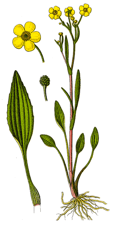 ivy buttercup  Ranunculus hederaceus