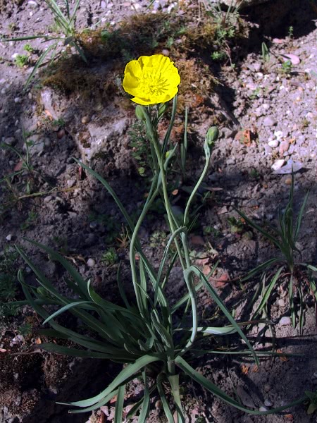 Grassy-leaved Buttercup