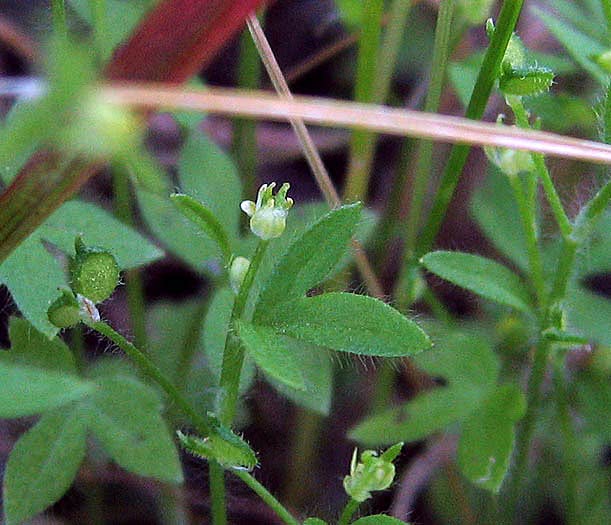 Ranunculus hebecarpus