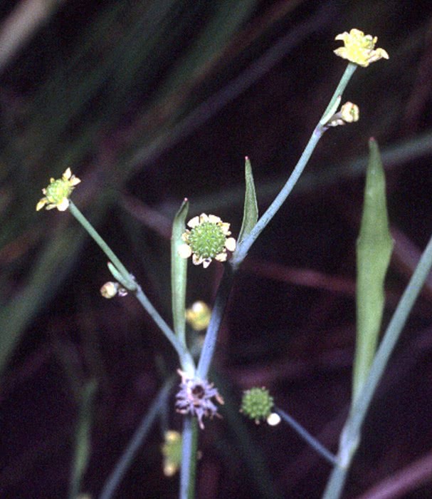 Ranunculus pusillus