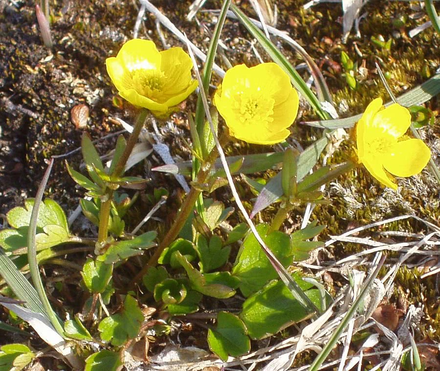 sulphur-colored buttercup  Ranunculus sulphureus
