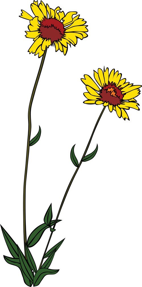 common blanketflower  Gaillardia aristata