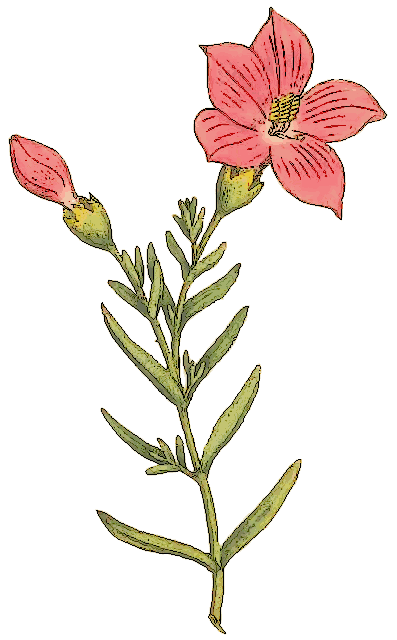 Chironia Frutescens