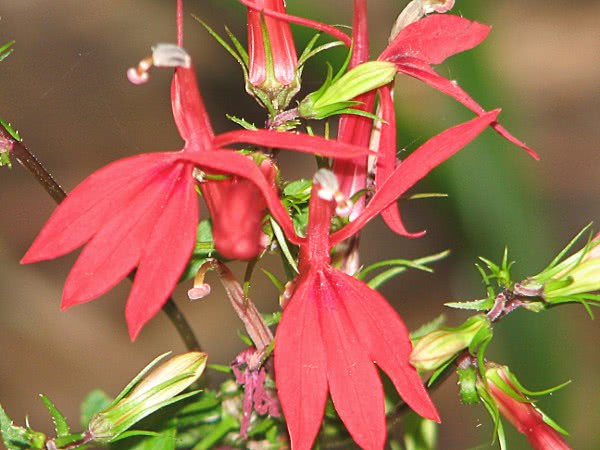 Cardinal Flower 2