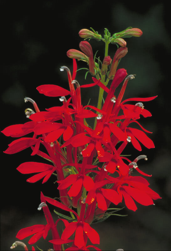 Cardinal Flower  Lobelia cardinalis