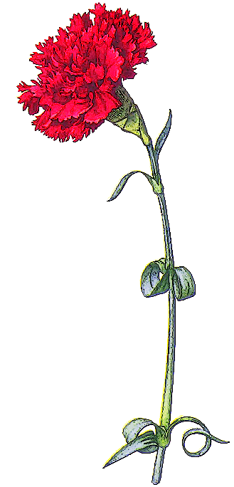 red carnation