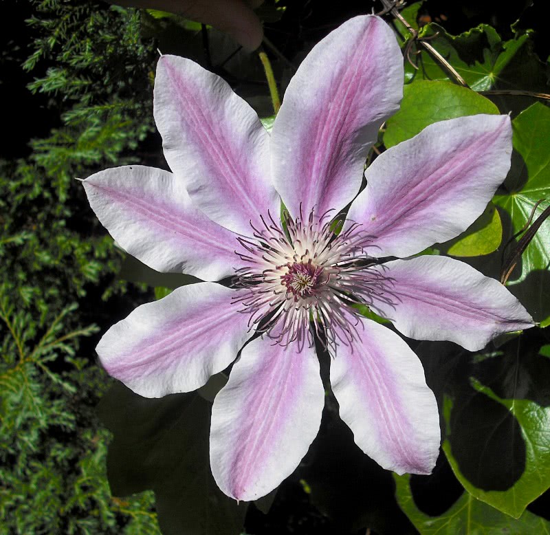 Clematis  Nelly Moser