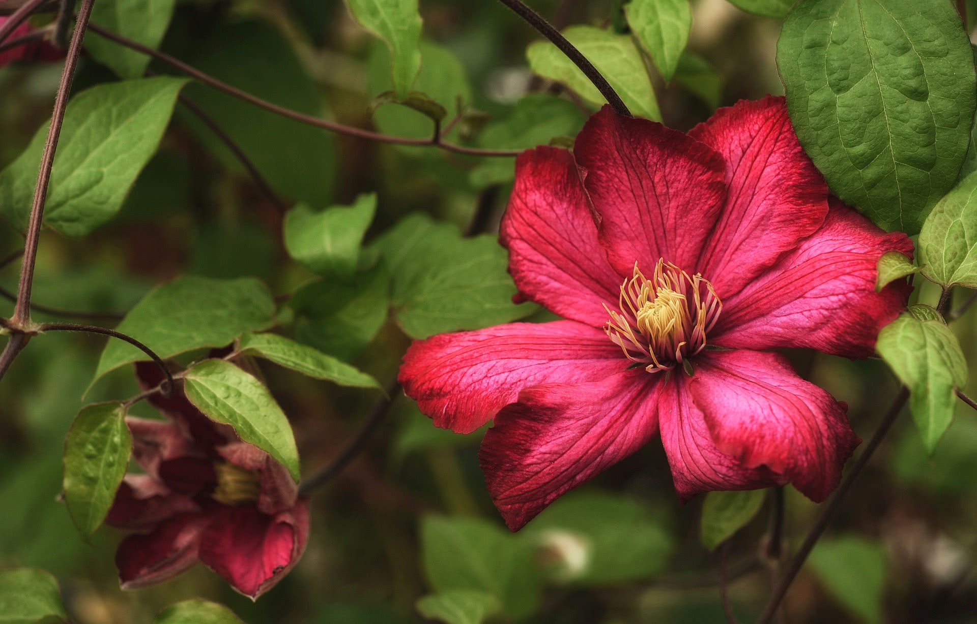 clematis wallpaper red