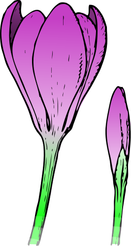 crocus flower and bud