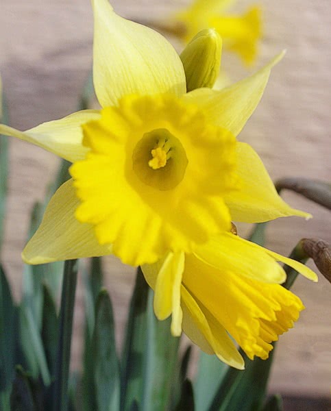 daffodil February