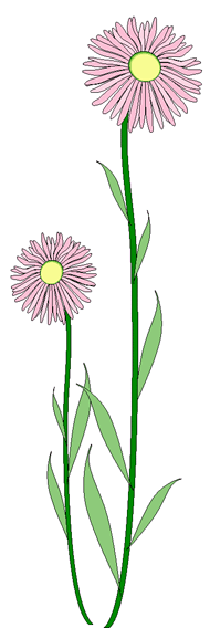 alpine daisy