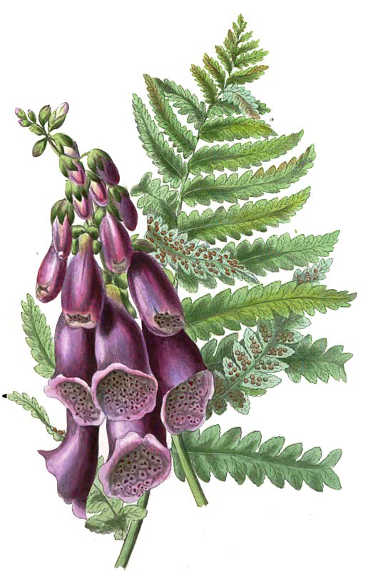 Foxglove  Digitalis purpurea and fern