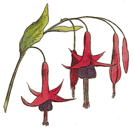Fuchsia drawing