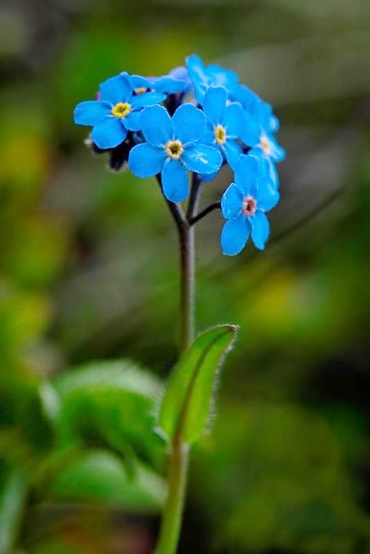 Alpine Forget-Me Not