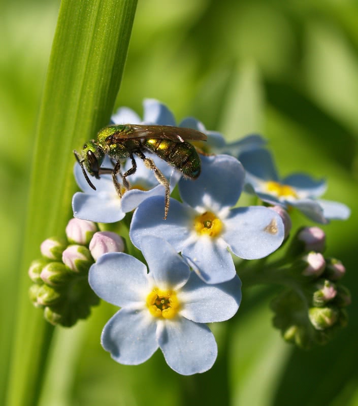 True Forget Me Nots with Sweet Bee