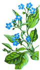 creeping_Forget-Me-Not/