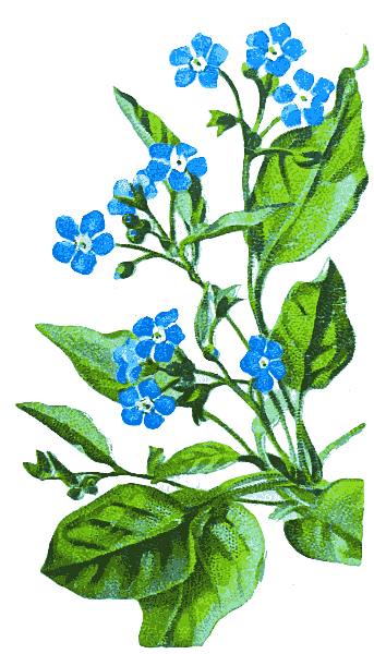 Creeping Forget-Me-Not