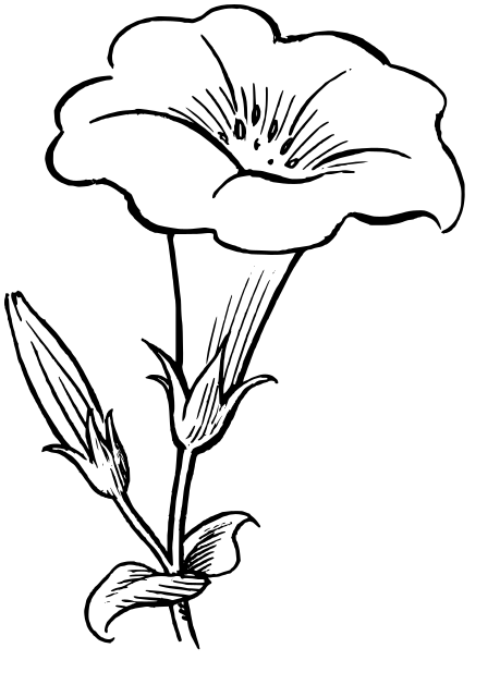 Gamopetalous flower lineart