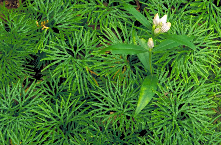 Showy gentian  gentiana decora in moss
