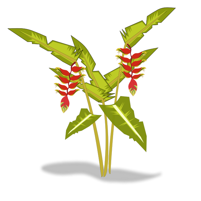 heliconia clipart