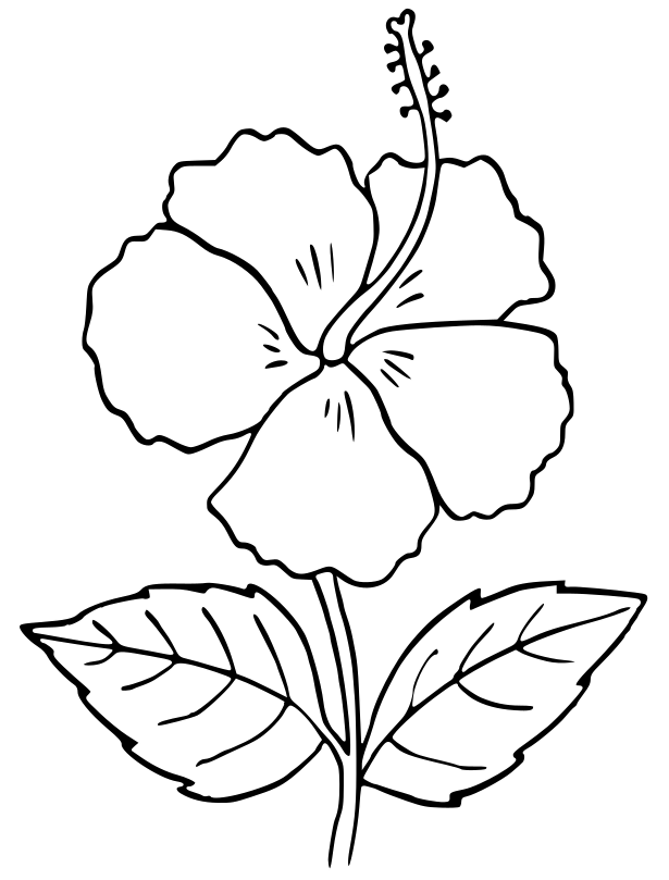 Hibiscus outline