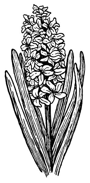 hyacinth BW
