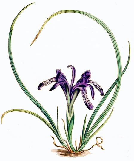 Ever-Blooming Iris  Iris ruthenica
