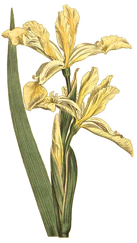 Iris spuria  subsp halophila