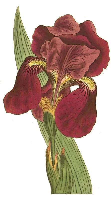Iris subbiflora