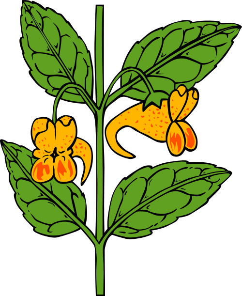 Spotted jewelweed  Impatiens capensis