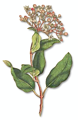 Common Laurustinus  Viburnum Tinus