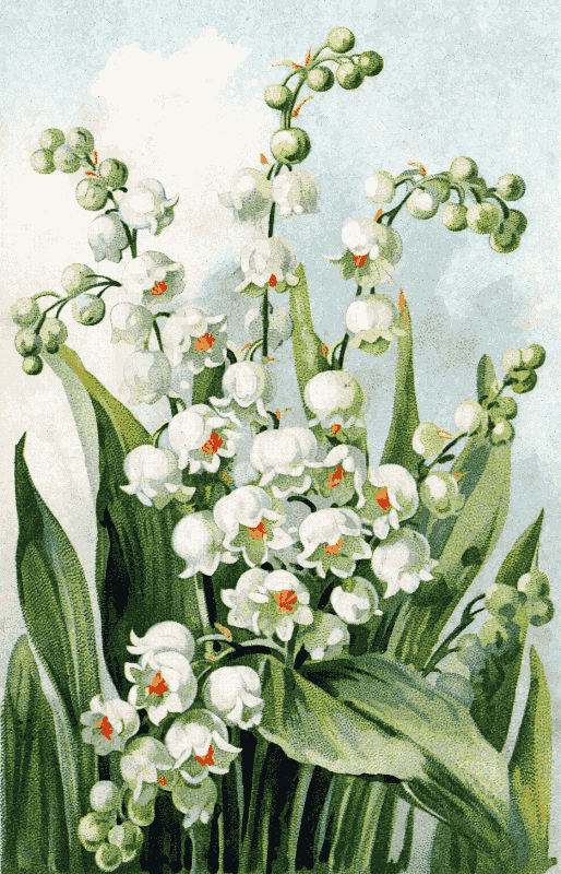 Lily of the Valley 4