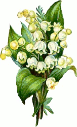 lily of the valley 3