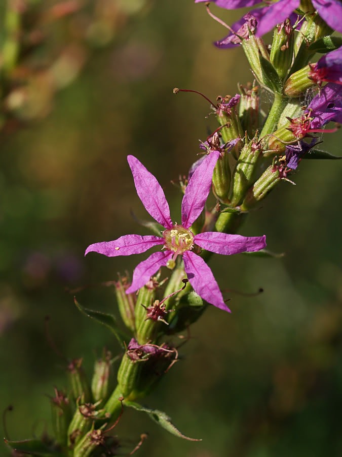 Purple Loosestrife  Lythrum salicaria
