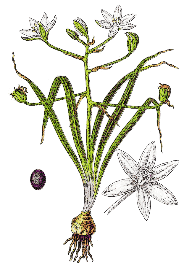 Grass Lily  Ornithogalum umbellatum