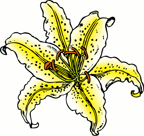 Lilium Auratum