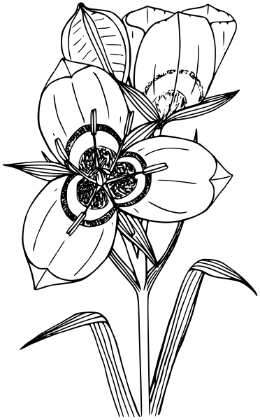 Big Podded Mariposa Lily