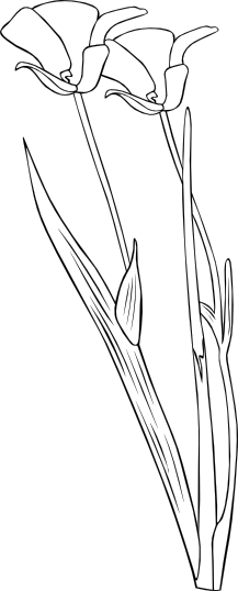 Mariposa Lily Drawing
