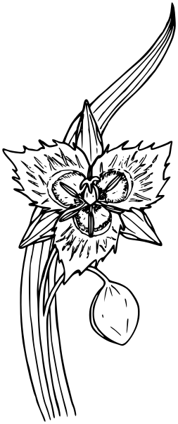 Westons Mariposa Lily