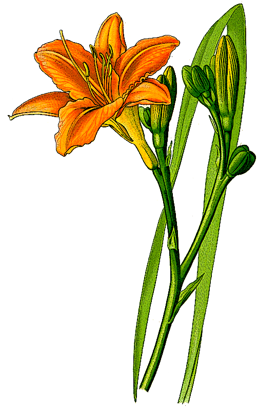 Orange daylily  Hemerocallis fulva