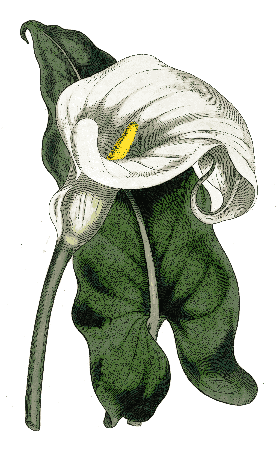 calla lily  Zantedeschia aethiopica