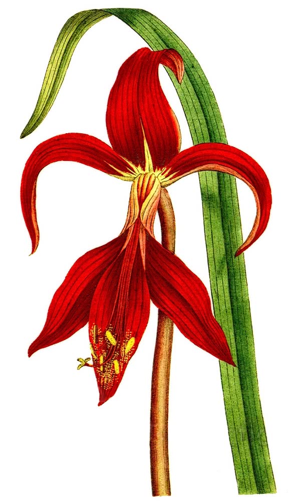 Aztec Lily  Sprekelia formosissima