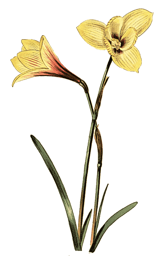 Copper Lily  Habranthus tubispathus